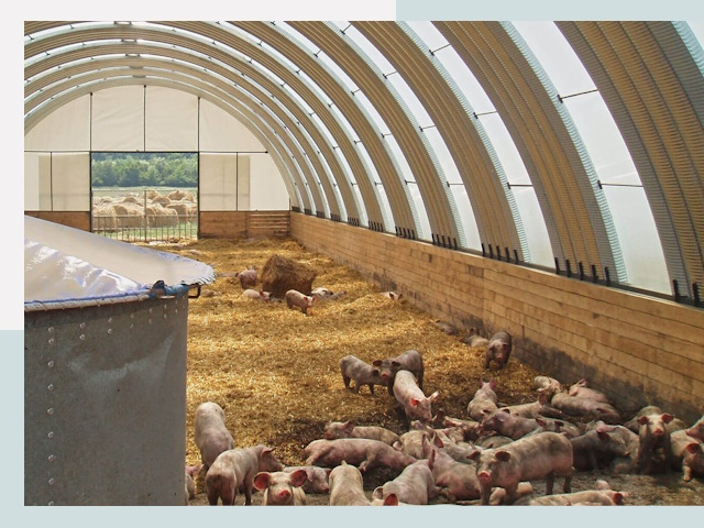 Строительство свинарников в Чапаевске